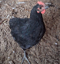 Black jersey giant