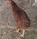 Rhode Island red