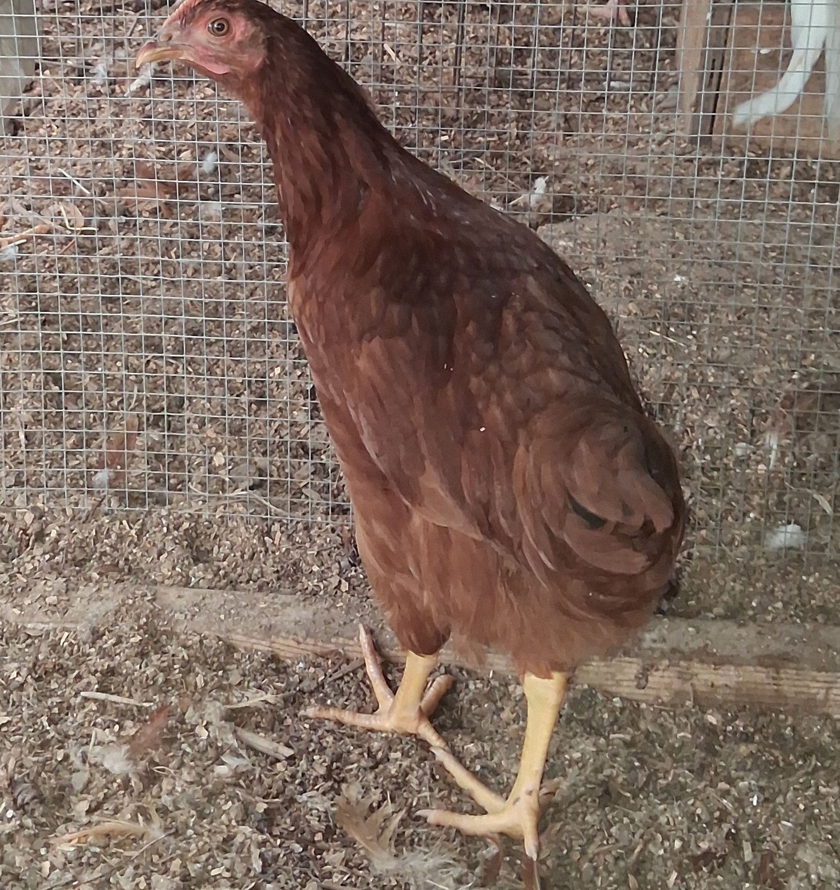 Rhode Island red